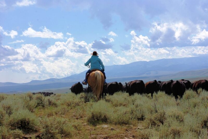 Bonanza Creek Country Ranch - Montana