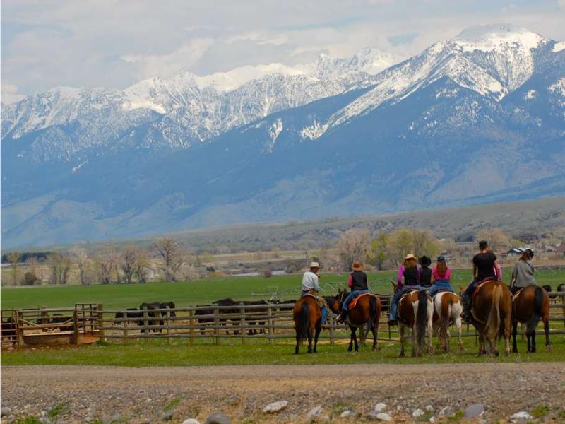 Appaloosa horse in ranch, Martinsdale, Montana, USA