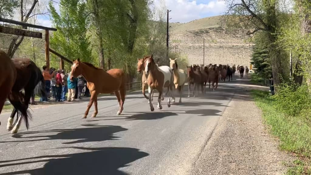 Bar Lazy J Horse Roundup