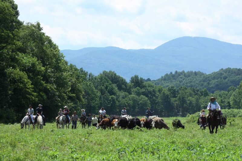French Broad Outpost Ranch - Cattle Drive